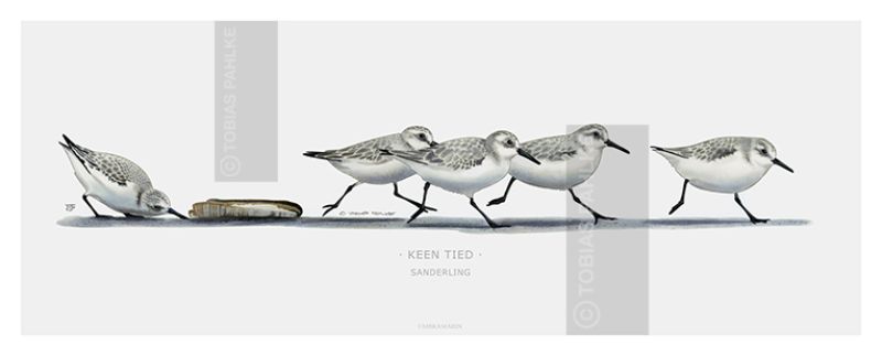 "No time" / Sanderling